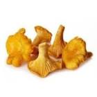 Girolle import 