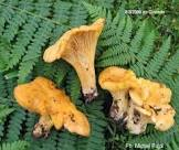 Girolle clou ou mini 