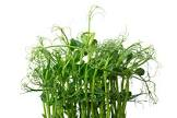 Germe de petit pois vert 