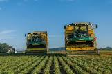 Haricot vert machine France 