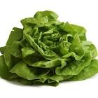 Salade laitue Provence hve 