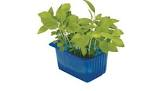 Limon cress Hollande 