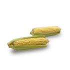 Epis mais frais x2 barquette France 