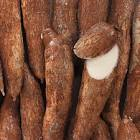 Manioc Costa Rica 
