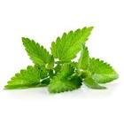 Menthe 100gr 