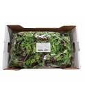 Mesclun kg France HVE 