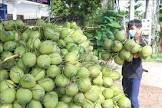 Noix de coco fraiche Vietnam 