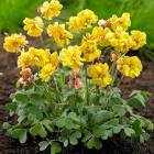 Oxalis 70gr 