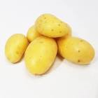 Pomme de terre aghata ou fonia standard 