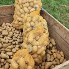 Pomme de terre bintje France 