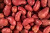 Pomme de terre rouge de cornouaille France 