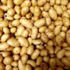 Pomme de terre grenaille France -38 