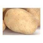 Pomme de terre melody 