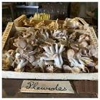 Pleurote France 